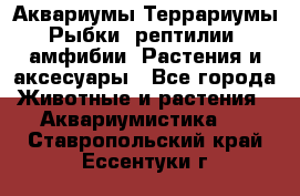 Аквариумы.Террариумы.Рыбки, рептилии, амфибии. Растения и аксесуары - Все города Животные и растения » Аквариумистика   . Ставропольский край,Ессентуки г.